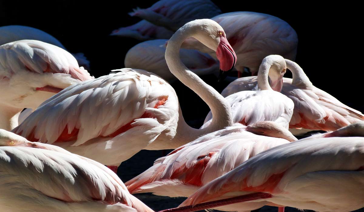 50 ans de la loi du 10 juillet 1976 : avancées historiques et reculs récents pour la protection de la nature en France 50 ans de la loi du 10 juillet 1976 : avancées historiques et reculs récents pour la protection de la nature en France