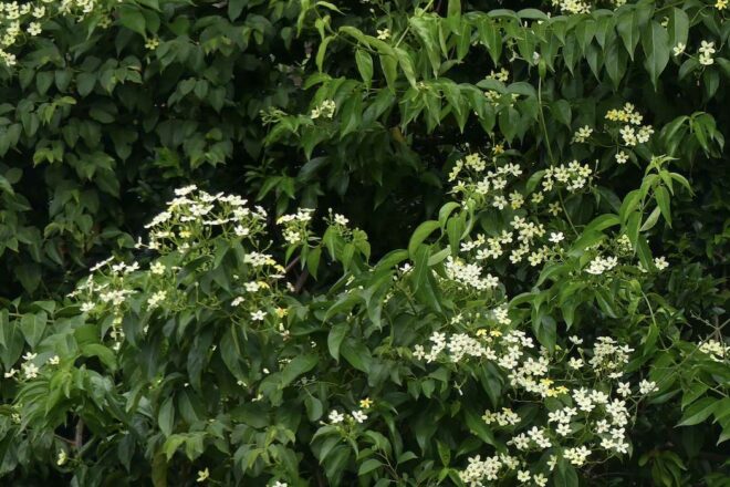 L’apiculture et le vivant (2/3) : le miel, fruit de la flore et des cultures indigènes