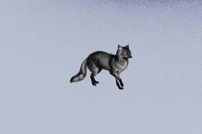 Podcast : Babines, l’empreinte des animaux