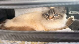 Voyager avec son animal en avion : ce que dit vraiment le droit