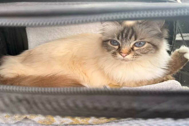 Voyager avec son animal en avion : ce que dit vraiment le droit