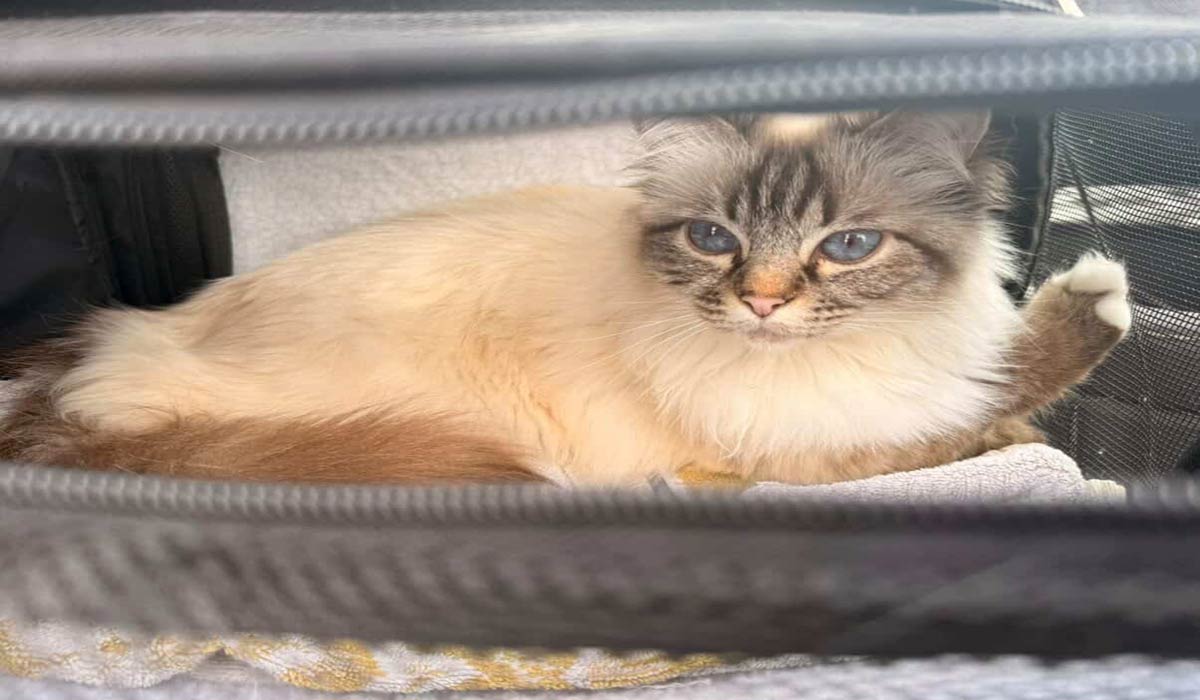 Voyager avec son animal en avion : ce que dit vraiment le droit