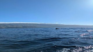 Observer sans déranger : le défi juridique du whale watching