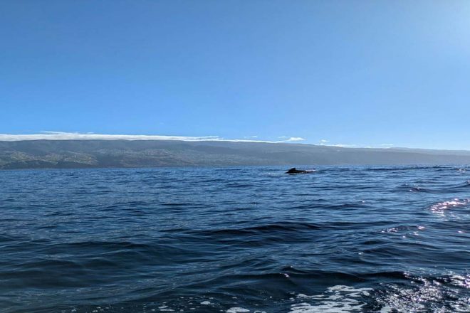 Observer sans déranger : le défi juridique du whale watching