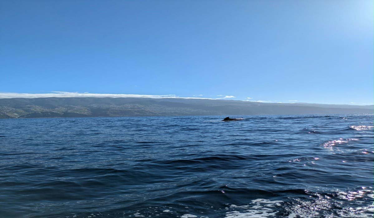 Observer sans déranger : le défi juridique du whale watching