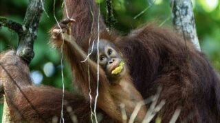 Face à l’ombre de l’huile de palme, le droit peut-il sauver les orangs-outans ?