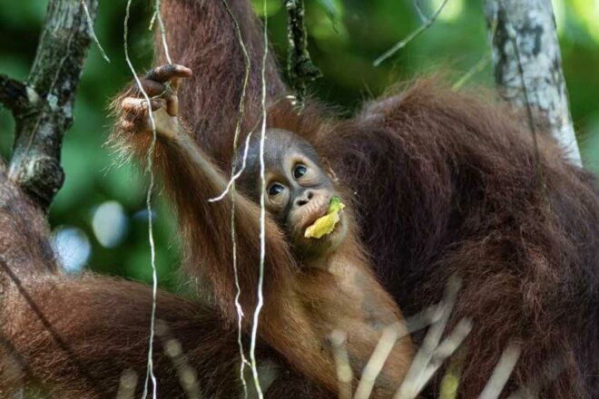 Face à l’ombre de l’huile de palme, le droit peut-il sauver les orangs-outans ?