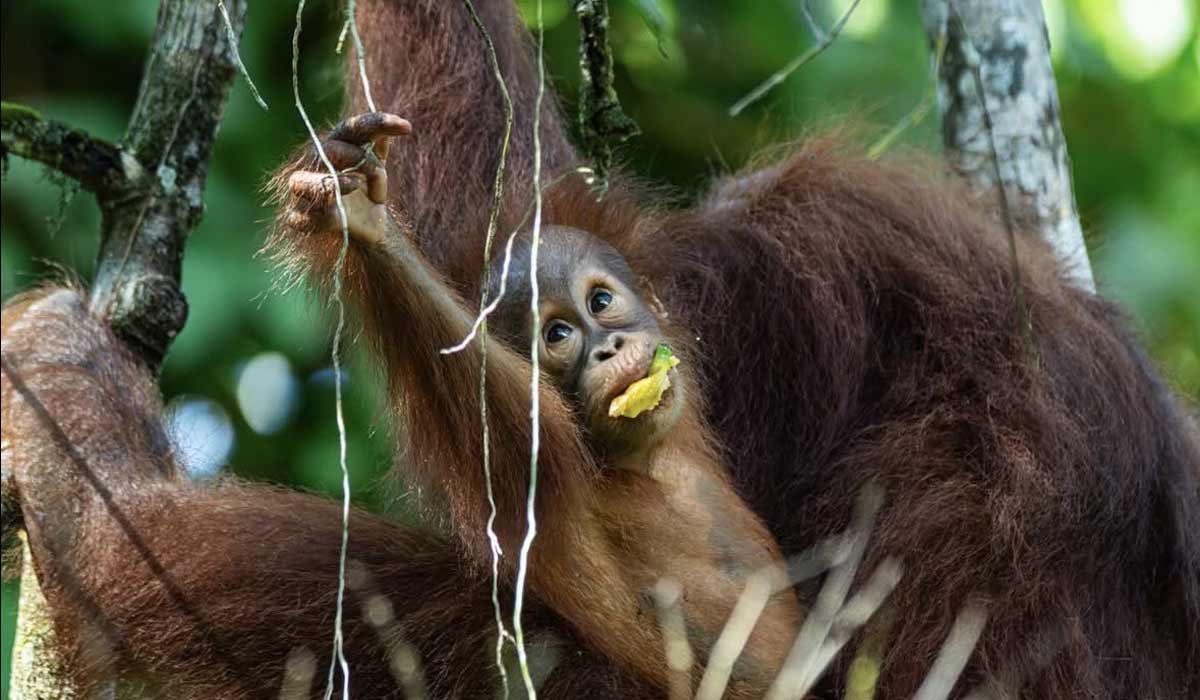 Face à l’ombre de l’huile de palme, le droit peut-il sauver les orangs-outans ?