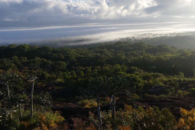 L’apiculture et le vivant (1/3) : le miel, une affaire homme/oiseau
