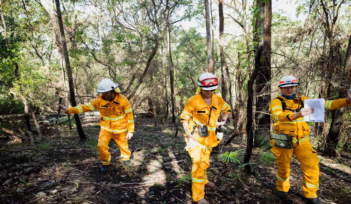 Australie : préparer les équipes de secours aux animaux sauvages à mieux affronter les feux de brousse