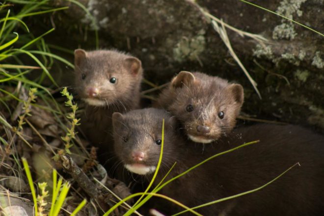 Luxe et fourrure : la fin de la love story