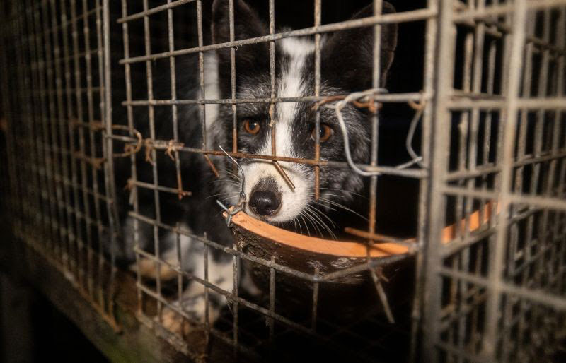 Les députés européens appellent la Commission à interdire enfin l’élevage d’animaux à fourrure