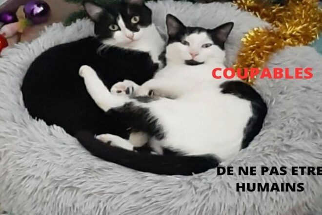 Coupables de ne pas être humains