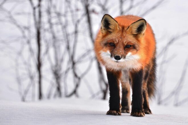 La métamorphose du renard