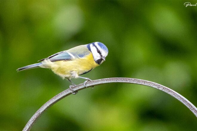 Un phénix politique au service du vivant