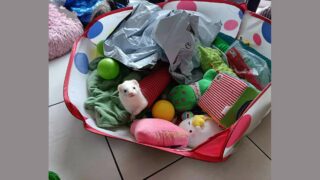 Le furet, ce compagnon mal compris : ce qu’il faut savoir avant d’adopter