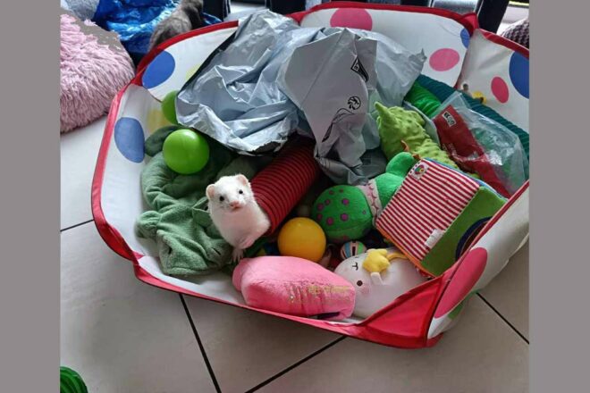 Le furet, ce compagnon mal compris : ce qu’il faut savoir avant d’adopter