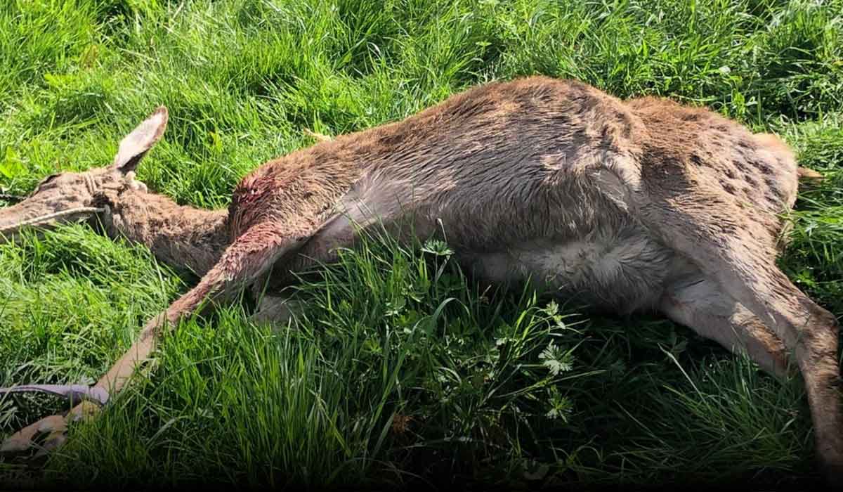 35 ans de calvaire : Antoinette, seule contre l’État et les fusils, lance un appel au secours