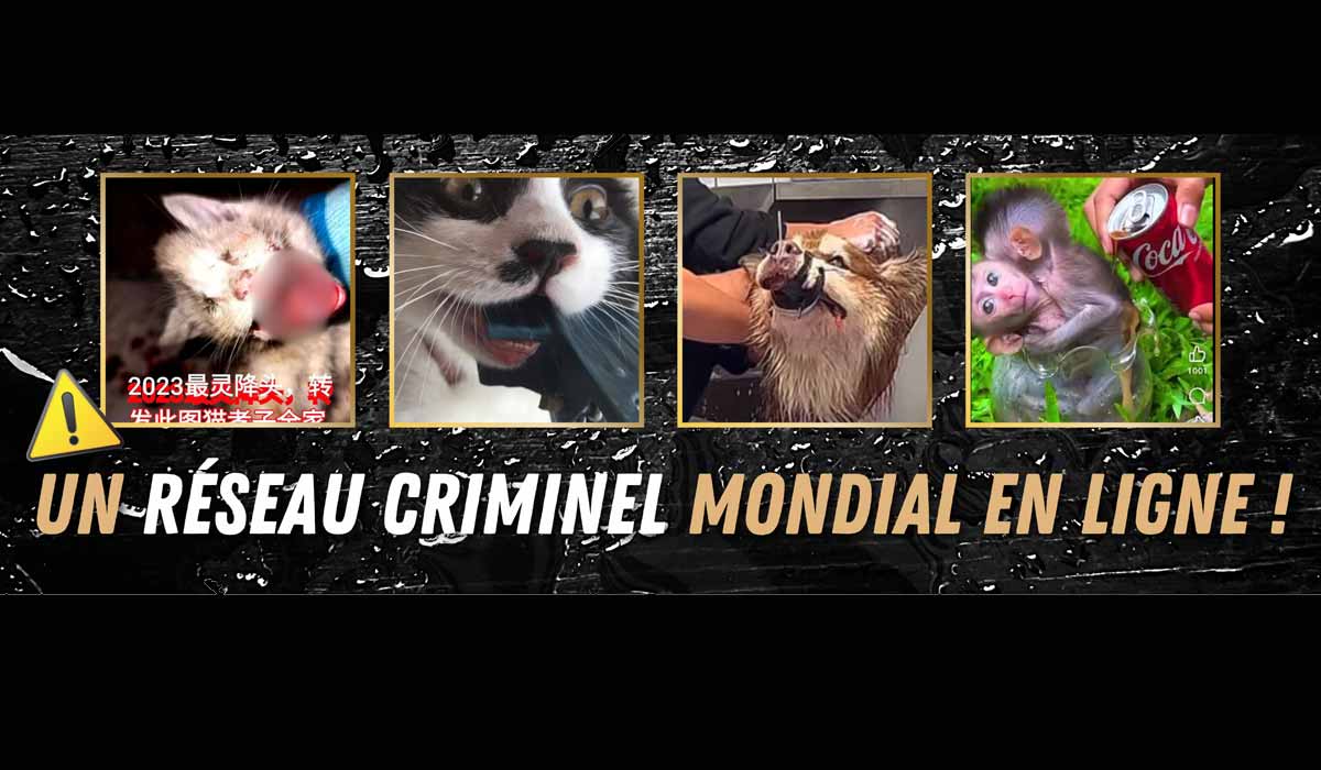Torture animale : le silence ne peut plus durer Torture animale : le silence ne peut plus durer