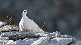 L’insupportable acharnement contre les galliformes de montagne rencontre notre résistance !