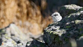 Chasse des galliformes suspendue en Ariège en 2021 : vers une annulation ? Audience le 15 mars 2024