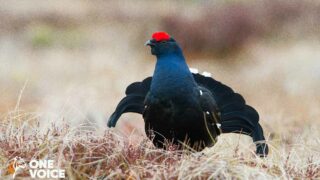 Victoire de One Voice pour les galliformes avec la suspension en urgence de l’arrêté des Hautes-Alpes