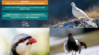 Victoire pour les galliformes de montagne, One Voice fait suspendre l’arrêté du préfet de Savoie !