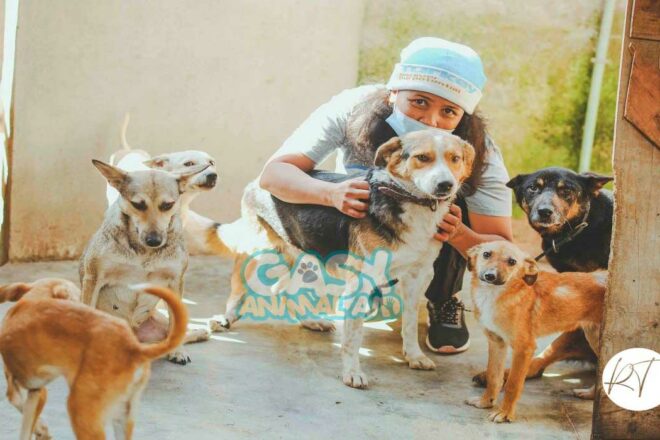 Gasy Animal Aid, une association en soutien à la cause animale à Madagascar