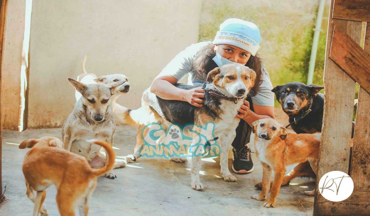 Gasy Animal Aid, une association en soutien à la cause animale à Madagascar