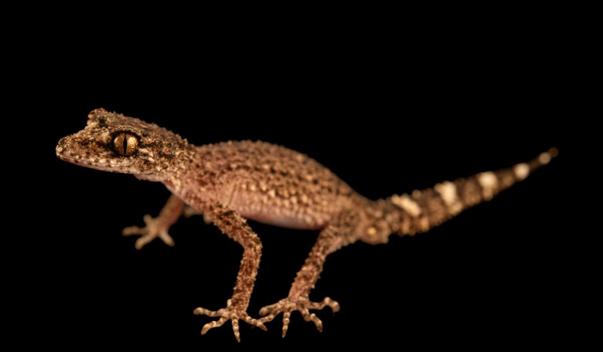Deux espèces de geckos australiens mieux protégés contre le commerce international