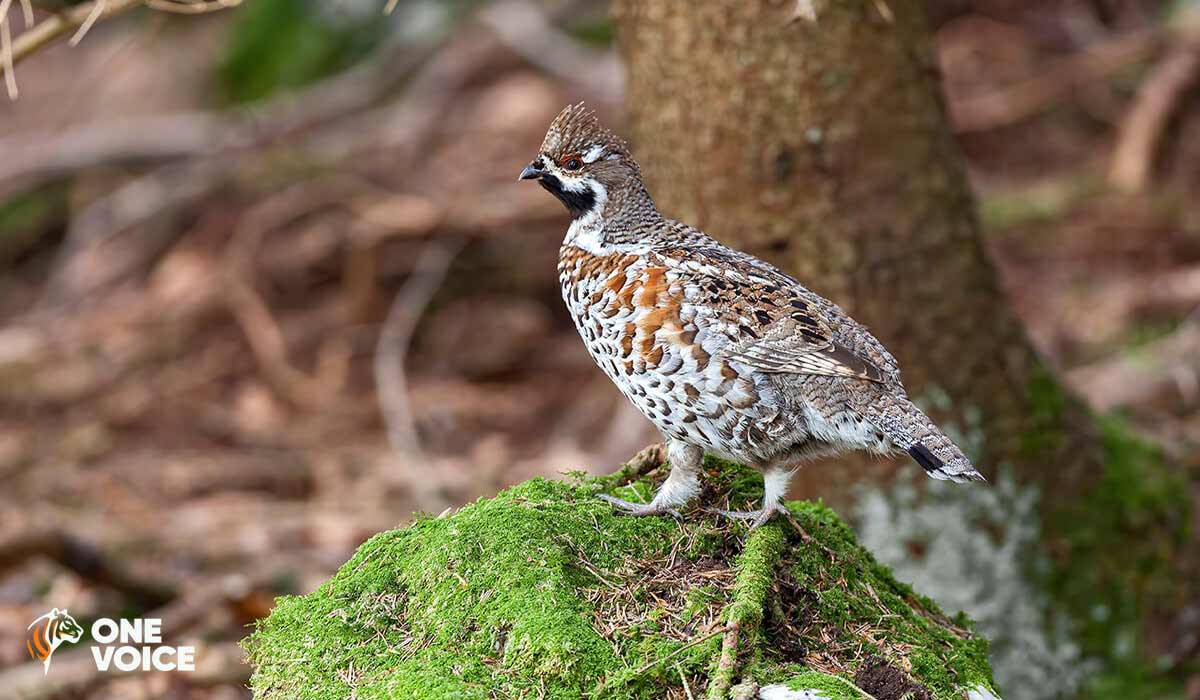 Deux victoires de One Voice pour les oiseaux chatoyants des montagnes, trois audiences à venir