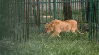 Vanda, Amani et Lira, 3 autres lionnes rescapées du conflit en Ukraine rejoignent la Belgique