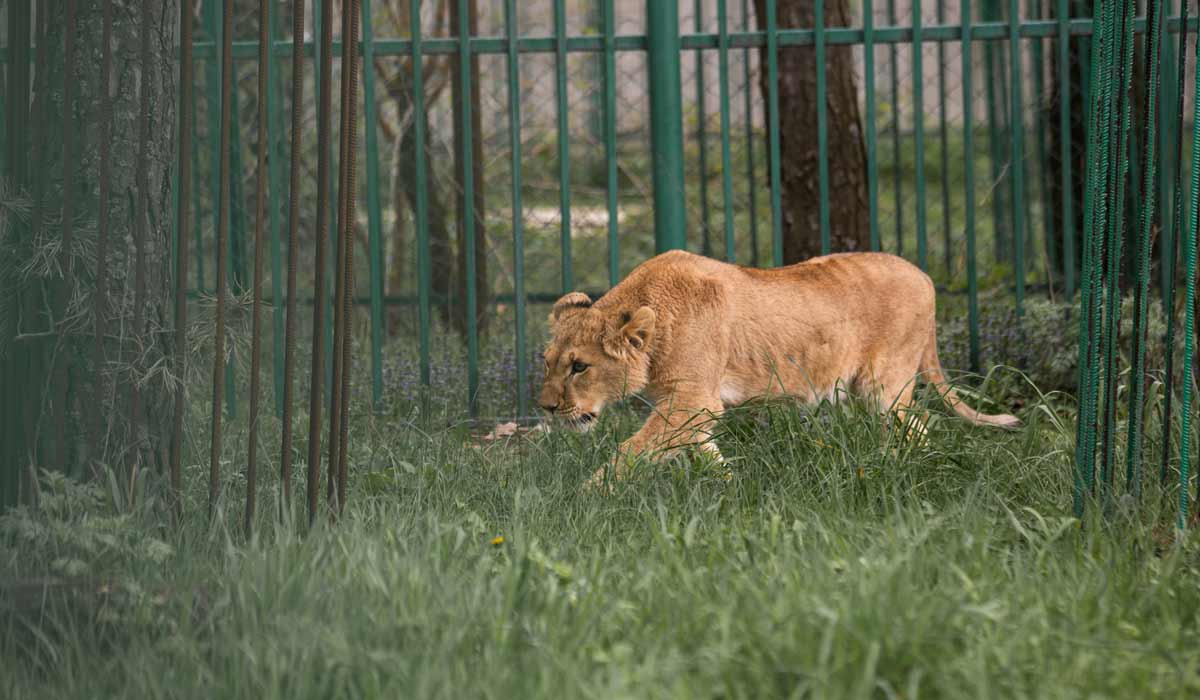 Vanda, Amani et Lira, 3 autres lionnes rescapées du conflit en Ukraine rejoignent la Belgique