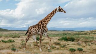 Le sommet des Nations Unies sur les espèces sauvages menacées par le commerce s’ouvre aujourd’hui