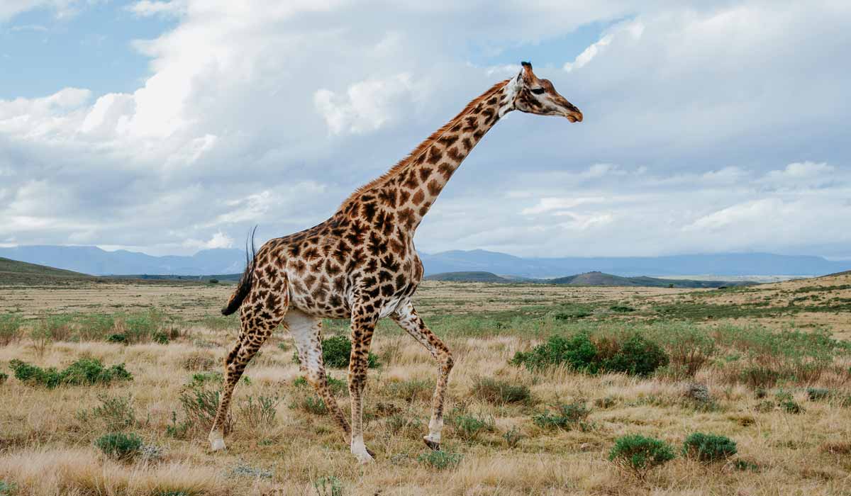 Le sommet des Nations Unies sur les espèces sauvages menacées par le commerce s’ouvre aujourd’hui