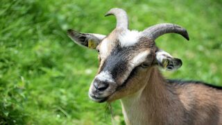 Haute-Savoie : des chèvres dans le viseur du préfet