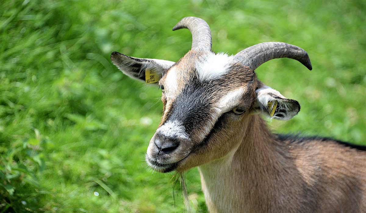 Haute-Savoie : des chèvres dans le viseur du préfet