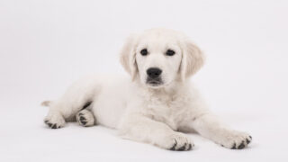 Eduquer son chien en ligne : bonne ou mauvaise idée ?