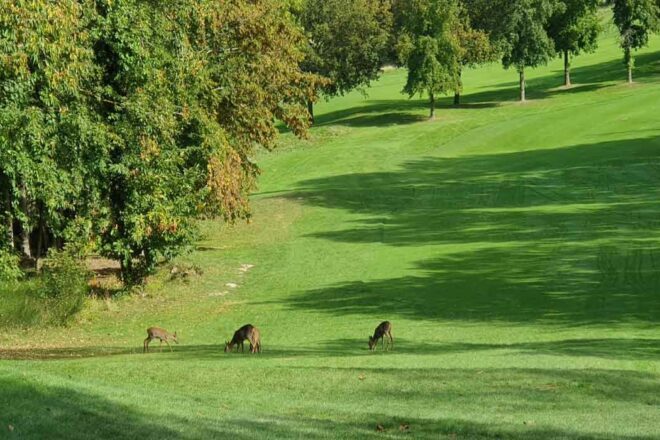 Biodiversité et les golfs : sujet polémique ou réalité environnementale ?
