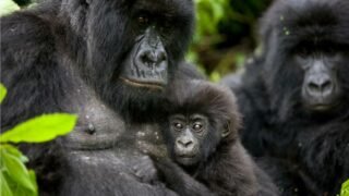 République démocratique du Congo : les gorilles des montagnes sont en danger !