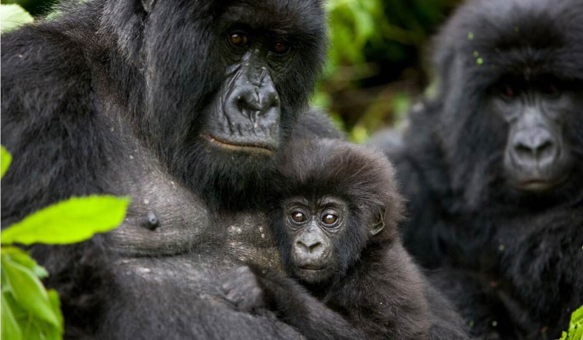 République démocratique du Congo : les gorilles des montagnes sont en danger !