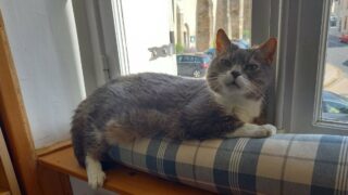 Prendre soin de mon vieux chat