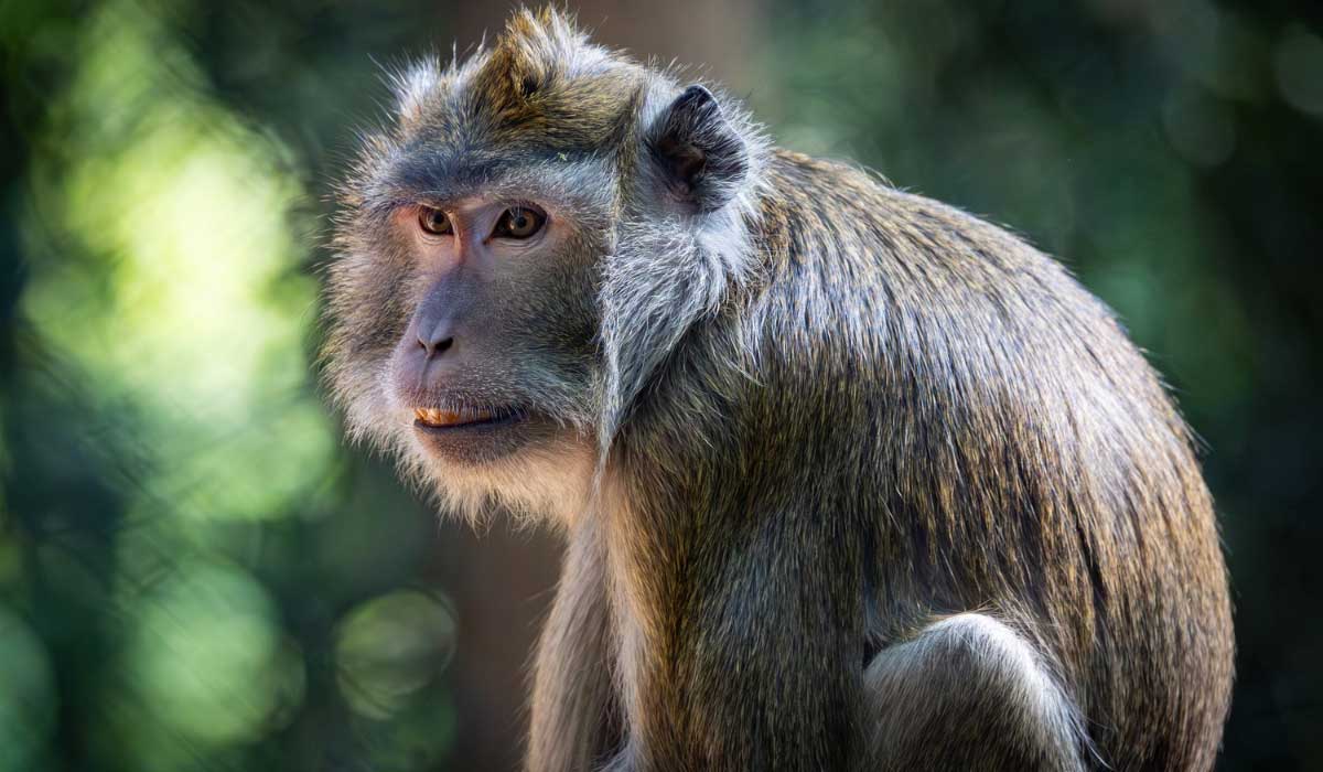 Projet d’agrandissement du centre de primatologie de la station de Rousset : le GRAAL met en garde Projet d’agrandissement du centre de primatologie de la station de Rousset : le GRAAL met en garde