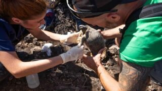 Une belle histoire en Grèce : 148 tortues relâchées dans la nature avec l’aide des ONG IFAW et SOPTOM