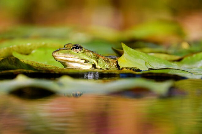 La sagesse et la guidance de la grenouille à travers les âges 