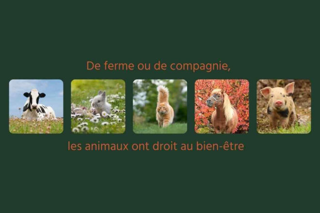 L’évolution du bien-être animal : des besoins fondamentaux à l’épanouissement