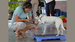 Les soins low stress : vers une prise en charge plus sereine de l’animal