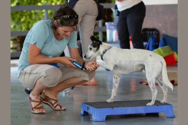 Les soins low stress : vers une prise en charge plus sereine de l’animal