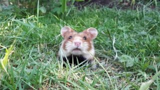 Le grand hamster d’Alsace, le hamster de la discorde