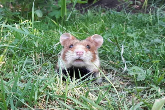 Le grand hamster d’Alsace, le hamster de la discorde